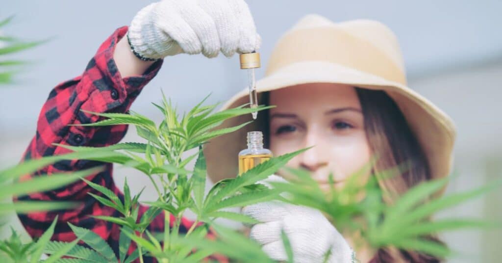 מיתוס 1 CBD הוא סם מסוכן