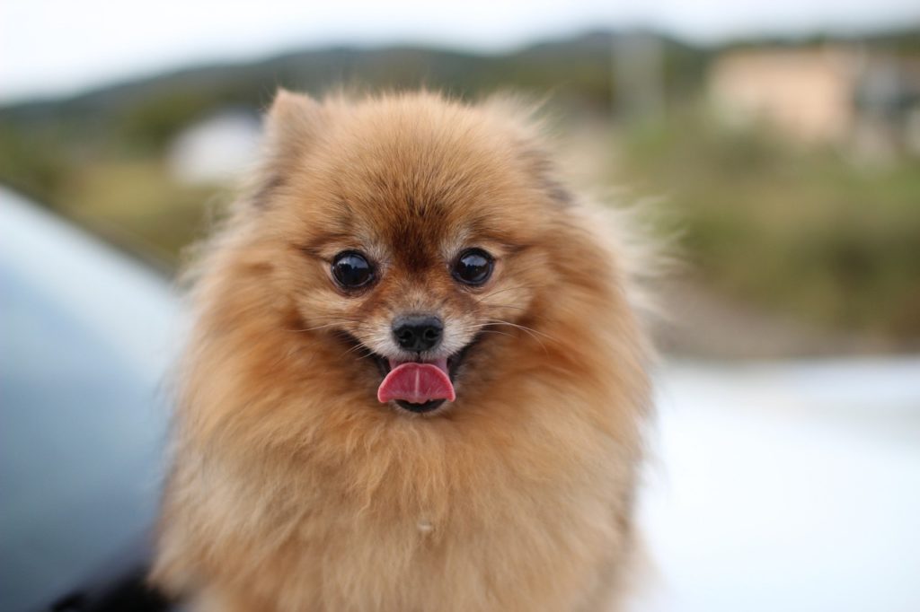 Pomeranian dog 1620525271
