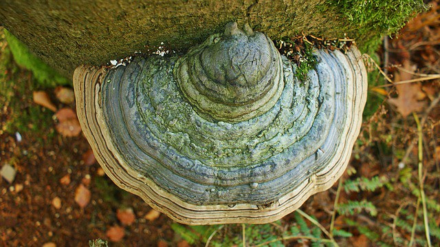 mold