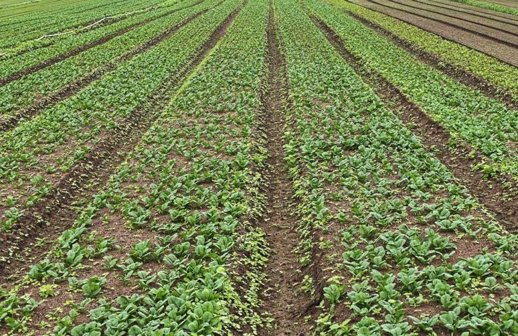הקמת גינה חסכונית - כל העקרונות החשובים