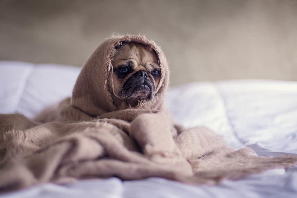 Dog cover by a blanket